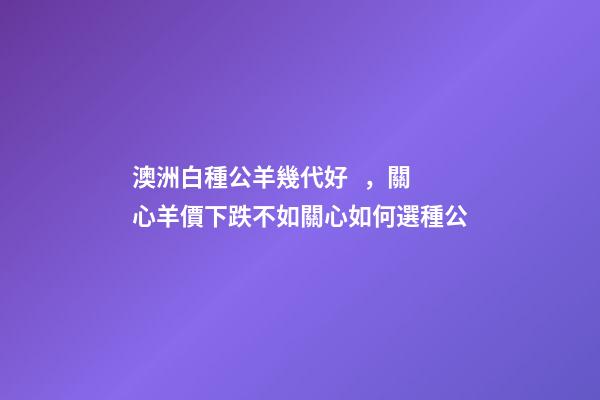 澳洲白種公羊幾代好，關心羊價下跌不如關心如何選種公